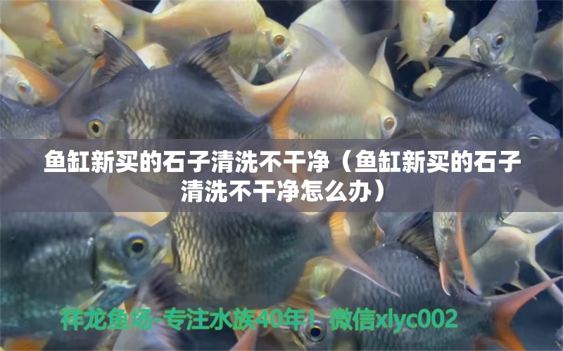 魚(yú)缸新買(mǎi)的石子清洗不干凈（魚(yú)缸新買(mǎi)的石子清洗不干凈怎么辦）