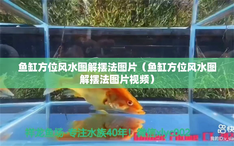 魚缸方位風(fēng)水圖解擺法圖片（魚缸方位風(fēng)水圖解擺法圖片視頻） 杰西卡恐龍魚