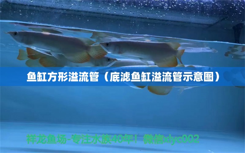 魚缸方形溢流管（底濾魚缸溢流管示意圖） 龍魚疾病與治療