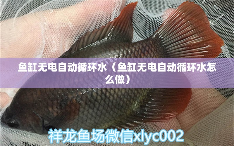 魚缸無電自動循環(huán)水（魚缸無電自動循環(huán)水怎么做）