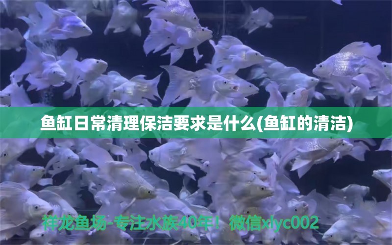 魚(yú)缸日常清理保潔要求是什么(魚(yú)缸的清潔) 青龍魚(yú)