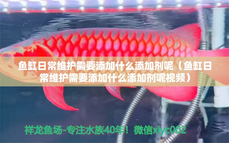 魚缸日常維護(hù)需要添加什么添加劑呢（魚缸日常維護(hù)需要添加什么添加劑呢視頻）