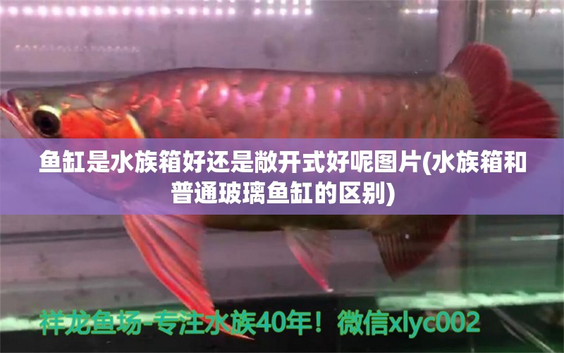 魚缸是水族箱好還是敞開式好呢圖片(水族箱和普通玻璃魚缸的區(qū)別)