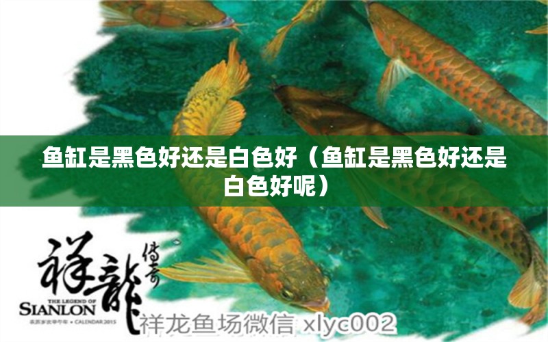 魚缸是黑色好還是白色好（魚缸是黑色好還是白色好呢） 魟魚百科