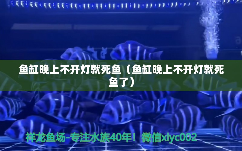 魚缸晚上不開燈就死魚（魚缸晚上不開燈就死魚了） 祥龍水族醫(yī)院