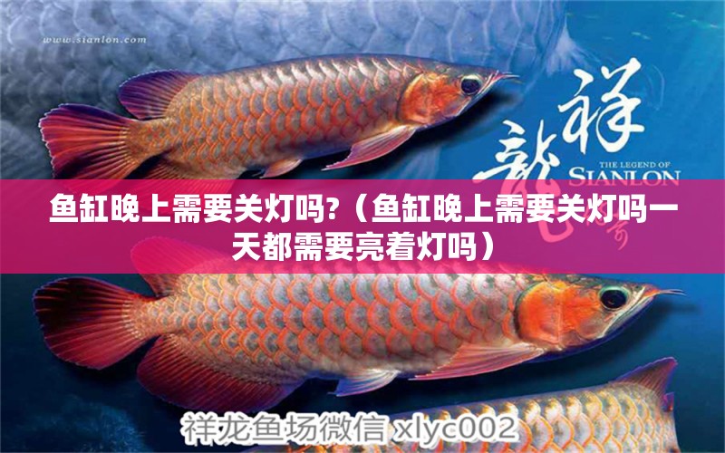 魚缸晚上需要關(guān)燈嗎?（魚缸晚上需要關(guān)燈嗎一天都需要亮著燈嗎） 祥龍水族醫(yī)院