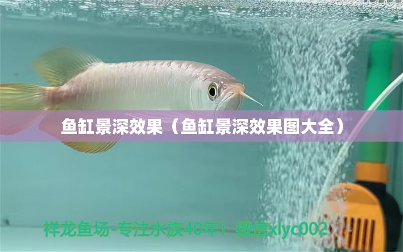 魚缸景深效果（魚缸景深效果圖大全） 量子養(yǎng)魚技術(shù)