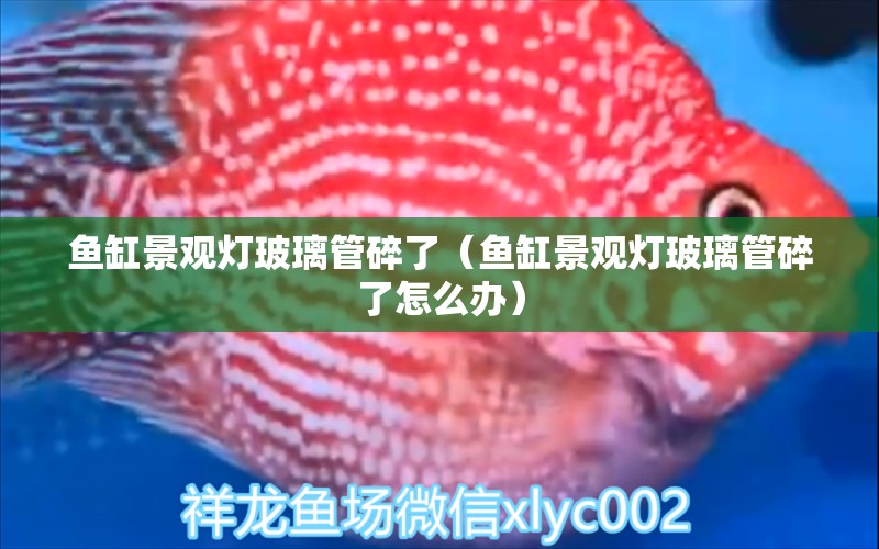 魚缸景觀燈玻璃管碎了（魚缸景觀燈玻璃管碎了怎么辦）