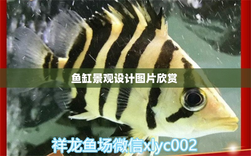 魚缸景觀設(shè)計(jì)圖片欣賞  廣州景觀設(shè)計(jì)