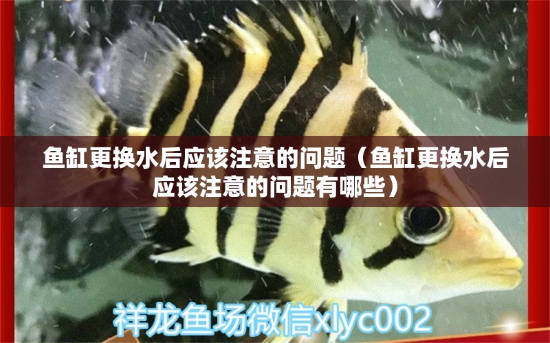 魚缸更換水后應(yīng)該注意的問(wèn)題（魚缸更換水后應(yīng)該注意的問(wèn)題有哪些）