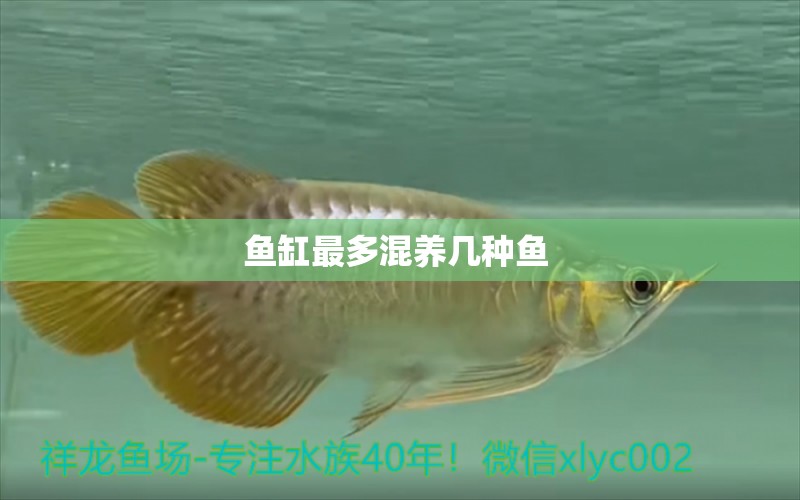 魚缸最多混養(yǎng)幾種魚 