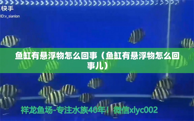 魚缸有懸浮物怎么回事（魚缸有懸浮物怎么回事兒）