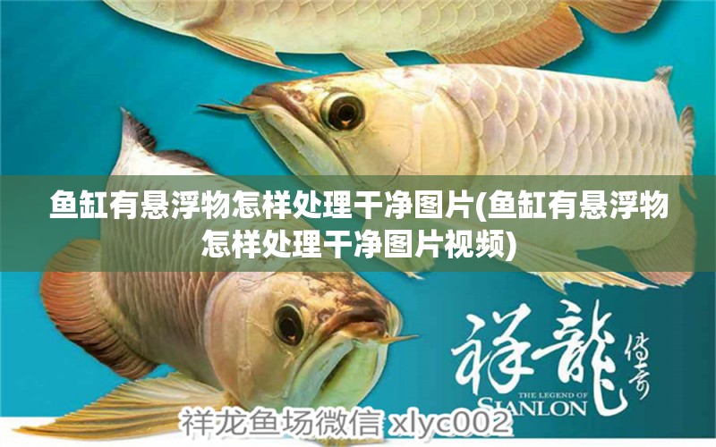 魚缸有懸浮物怎樣處理干凈圖片(魚缸有懸浮物怎樣處理干凈圖片視頻) 圖騰金龍魚 第1張