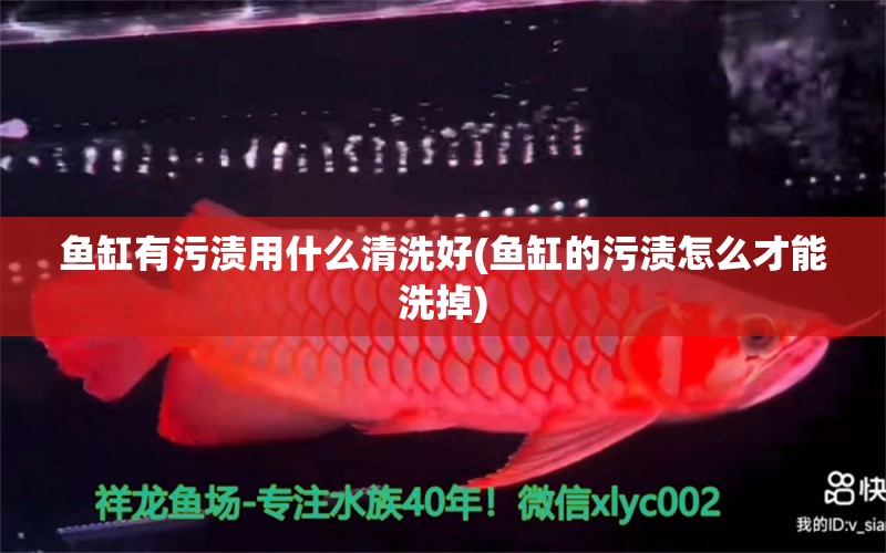 魚缸有污漬用什么清洗好(魚缸的污漬怎么才能洗掉) 鸚鵡魚 第1張