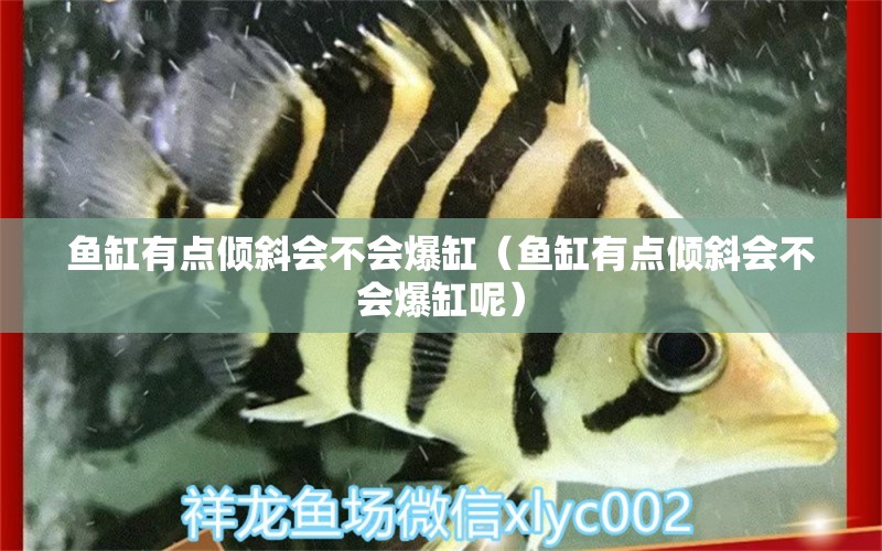 魚缸有點傾斜會不會爆缸（魚缸有點傾斜會不會爆缸呢）