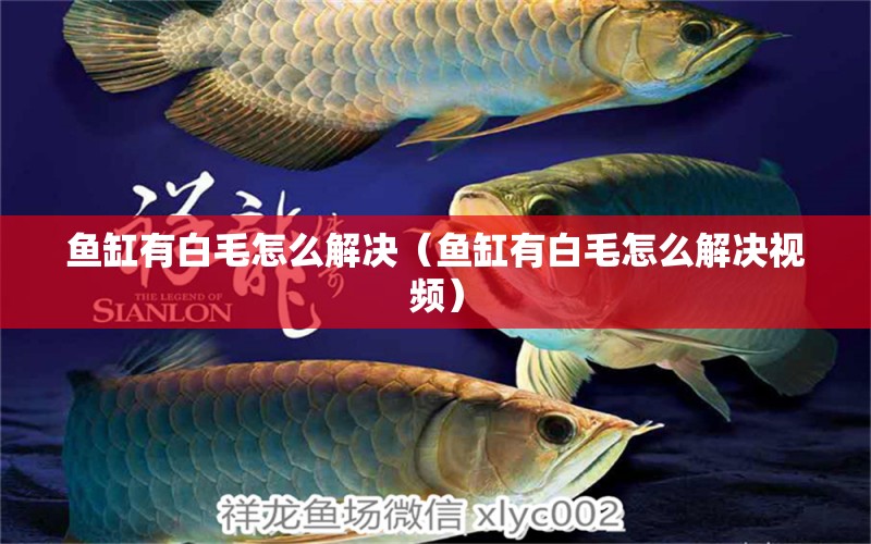 魚缸有白毛怎么解決（魚缸有白毛怎么解決視頻）