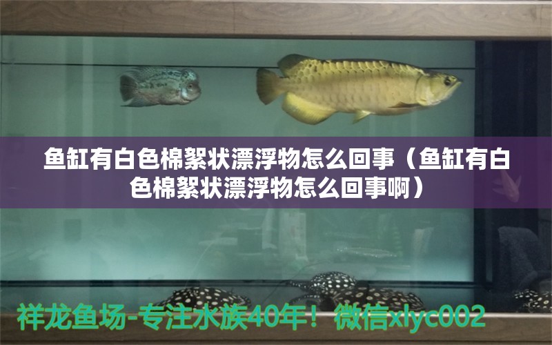 魚缸有白色棉絮狀漂浮物怎么回事（魚缸有白色棉絮狀漂浮物怎么回事?。? title=