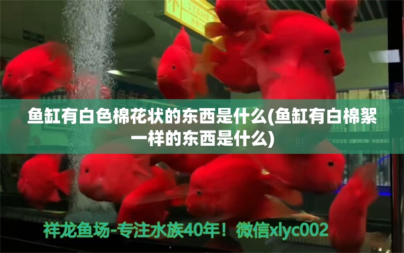 魚(yú)缸有白色棉花狀的東西是什么(魚(yú)缸有白棉絮一樣的東西是什么) 印尼虎苗 第1張