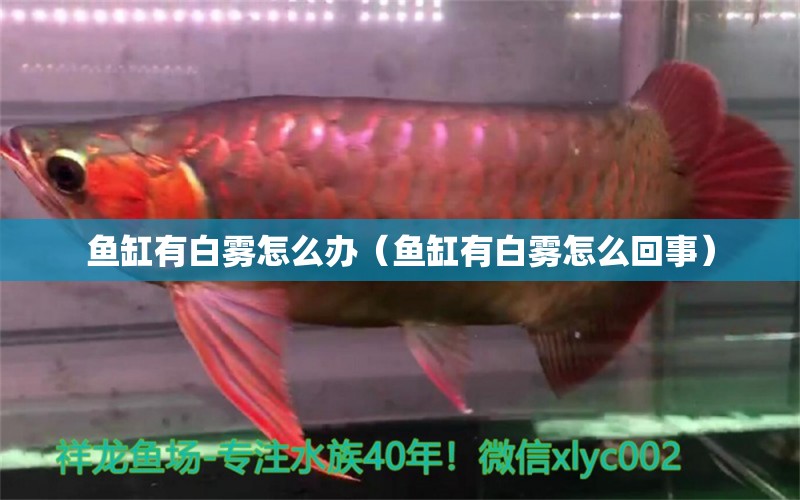 魚缸有白霧怎么辦（魚缸有白霧怎么回事） 廣州觀賞魚批發(fā)市場