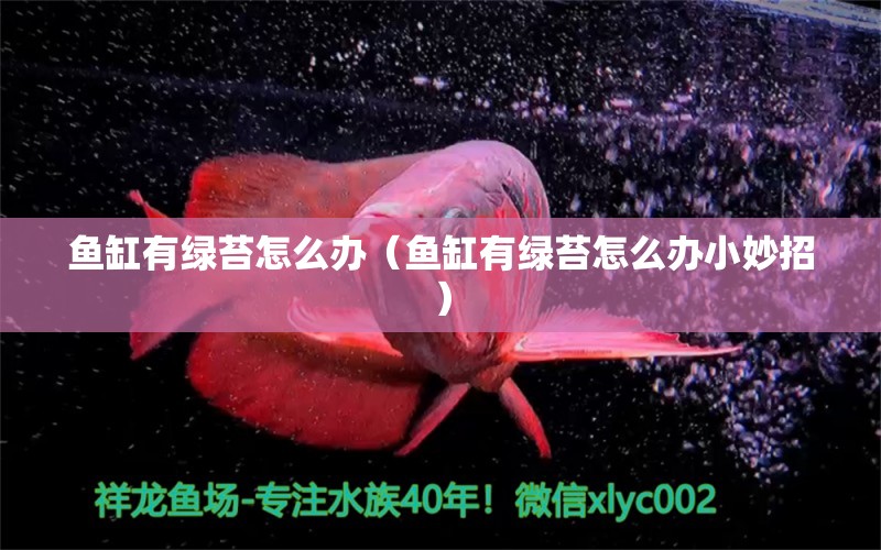 魚缸有綠苔怎么辦（魚缸有綠苔怎么辦小妙招）