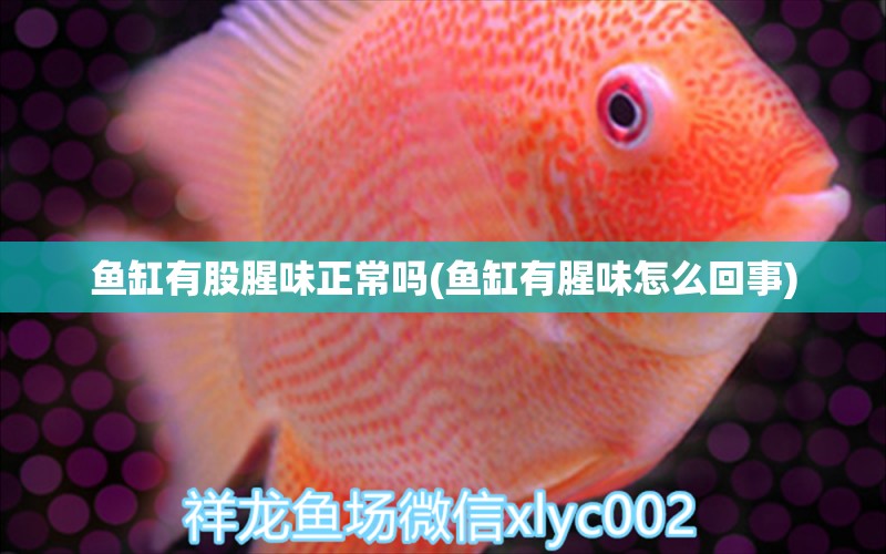 魚缸有股腥味正常嗎(魚缸有腥味怎么回事) 泰國虎魚（泰虎） 第1張