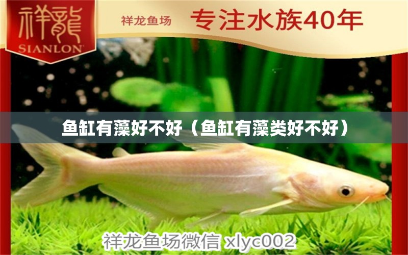 魚缸有藻好不好（魚缸有藻類好不好） 祥龍水族醫(yī)院