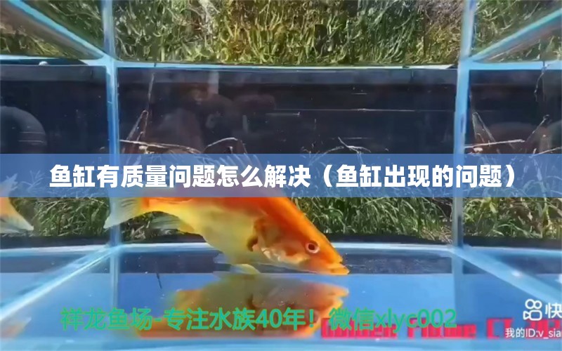 魚缸有質(zhì)量問題怎么解決（魚缸出現(xiàn)的問題） 喂食器