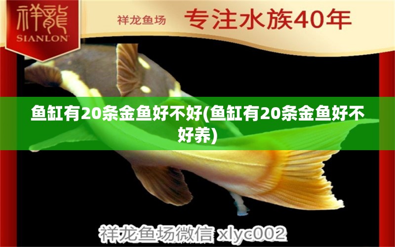 魚缸有20條金魚好不好(魚缸有20條金魚好不好養(yǎng)) 印尼四紋虎 第1張