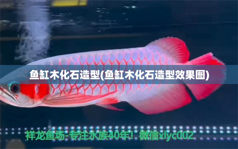 魚缸木化石造型(魚缸木化石造型效果圖) 高背金龍魚 第1張