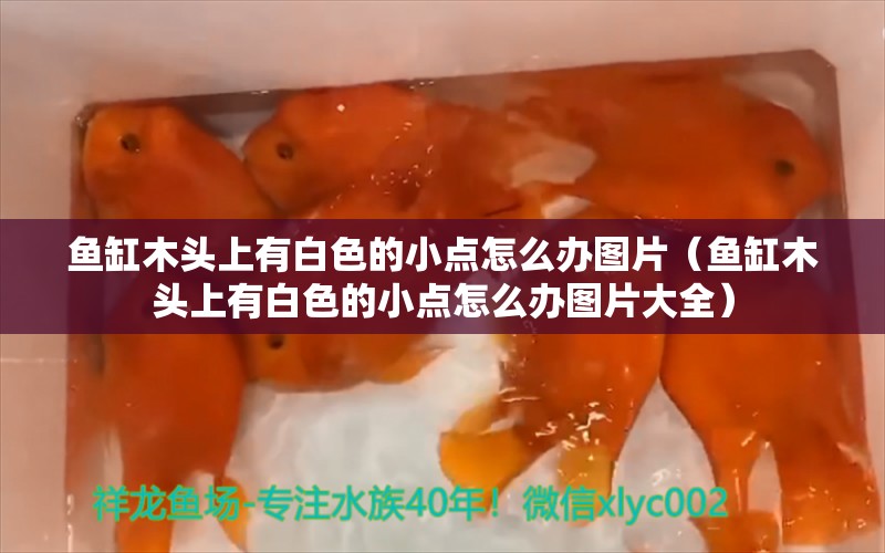 魚缸木頭上有白色的小點怎么辦圖片（魚缸木頭上有白色的小點怎么辦圖片大全）