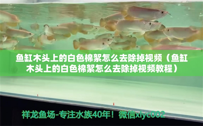 魚缸木頭上的白色棉絮怎么去除掉視頻（魚缸木頭上的白色棉絮怎么去除掉視頻教程）