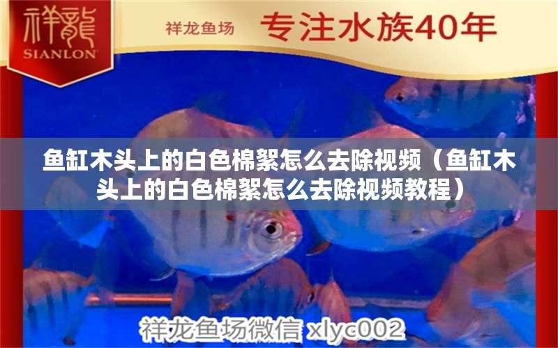 魚缸木頭上的白色棉絮怎么去除視頻（魚缸木頭上的白色棉絮怎么去除視頻教程） 祥龍水族醫(yī)院