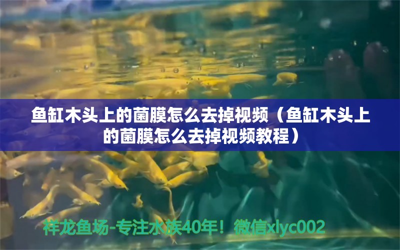 魚缸木頭上的菌膜怎么去掉視頻（魚缸木頭上的菌膜怎么去掉視頻教程） 白玉紅龍魚