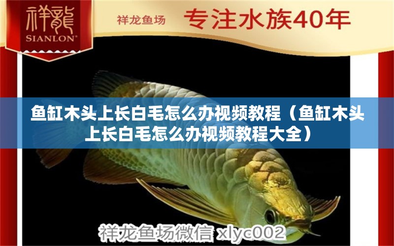 魚(yú)缸木頭上長(zhǎng)白毛怎么辦視頻教程（魚(yú)缸木頭上長(zhǎng)白毛怎么辦視頻教程大全）