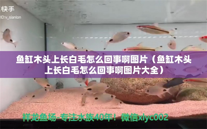 魚缸木頭上長(zhǎng)白毛怎么回事啊圖片（魚缸木頭上長(zhǎng)白毛怎么回事啊圖片大全）