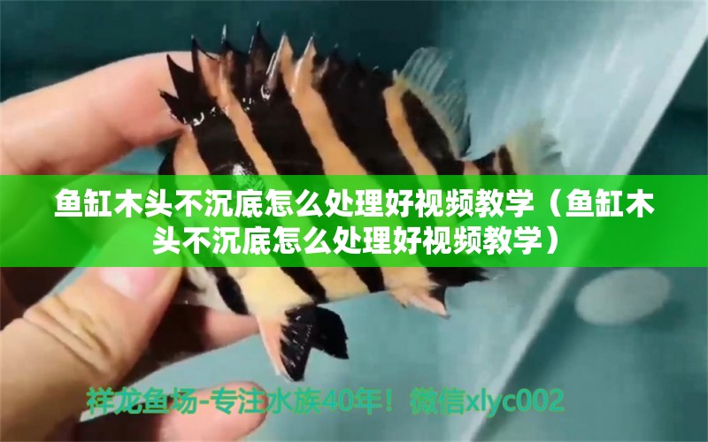 魚缸木頭不沉底怎么處理好視頻教學（魚缸木頭不沉底怎么處理好視頻教學）