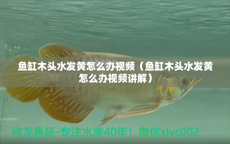 魚缸木頭水發(fā)黃怎么辦視頻（魚缸木頭水發(fā)黃怎么辦視頻講解）