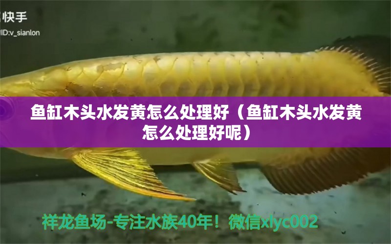 魚缸木頭水發(fā)黃怎么處理好（魚缸木頭水發(fā)黃怎么處理好呢） 其他品牌魚缸