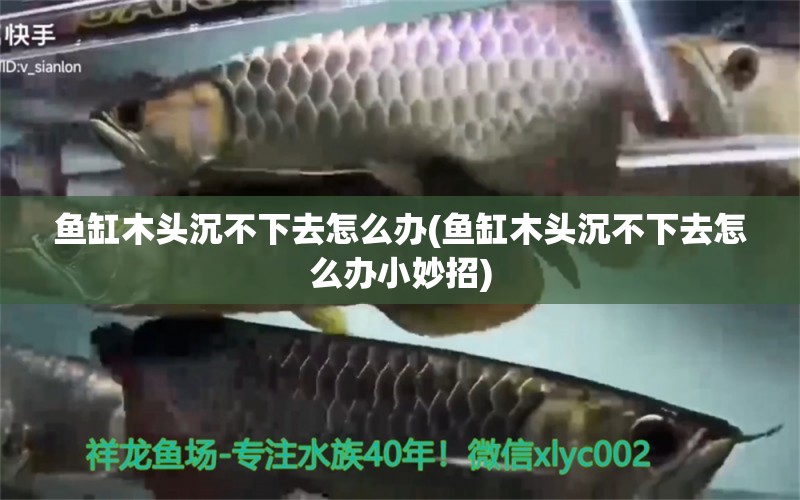 魚缸木頭沉不下去怎么辦(魚缸木頭沉不下去怎么辦小妙招)