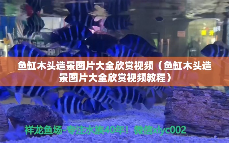 魚缸木頭造景圖片大全欣賞視頻（魚缸木頭造景圖片大全欣賞視頻教程） 其他品牌魚缸