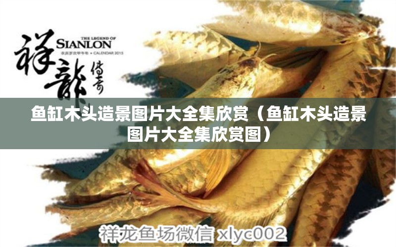 魚(yú)缸木頭造景圖片大全集欣賞（魚(yú)缸木頭造景圖片大全集欣賞圖） 其他品牌魚(yú)缸