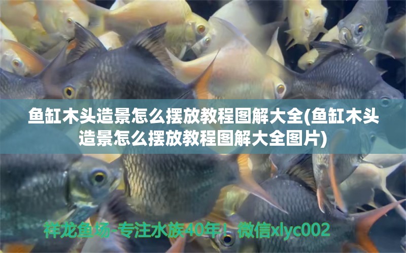 魚(yú)缸木頭造景怎么擺放教程圖解大全(魚(yú)缸木頭造景怎么擺放教程圖解大全圖片)