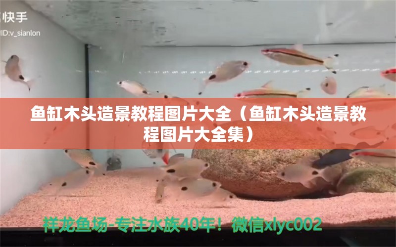 魚缸木頭造景教程圖片大全（魚缸木頭造景教程圖片大全集） 其他品牌魚缸