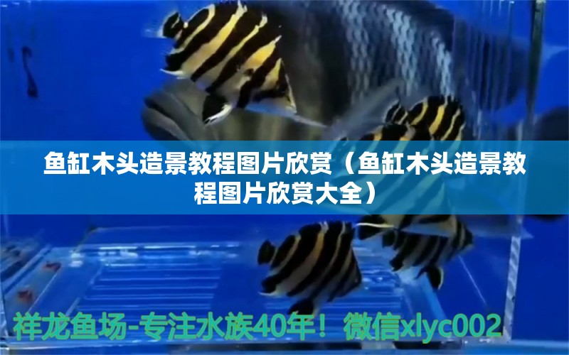 魚(yú)缸木頭造景教程圖片欣賞（魚(yú)缸木頭造景教程圖片欣賞大全） 其他品牌魚(yú)缸