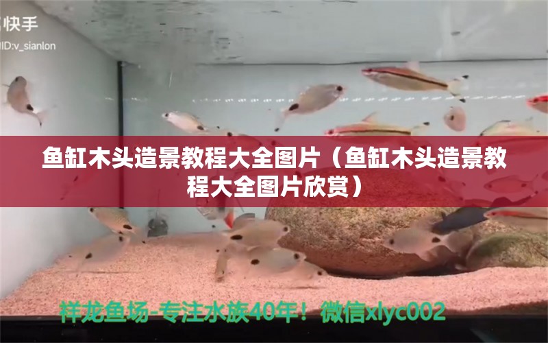 魚缸木頭造景教程大全圖片（魚缸木頭造景教程大全圖片欣賞） 其他品牌魚缸