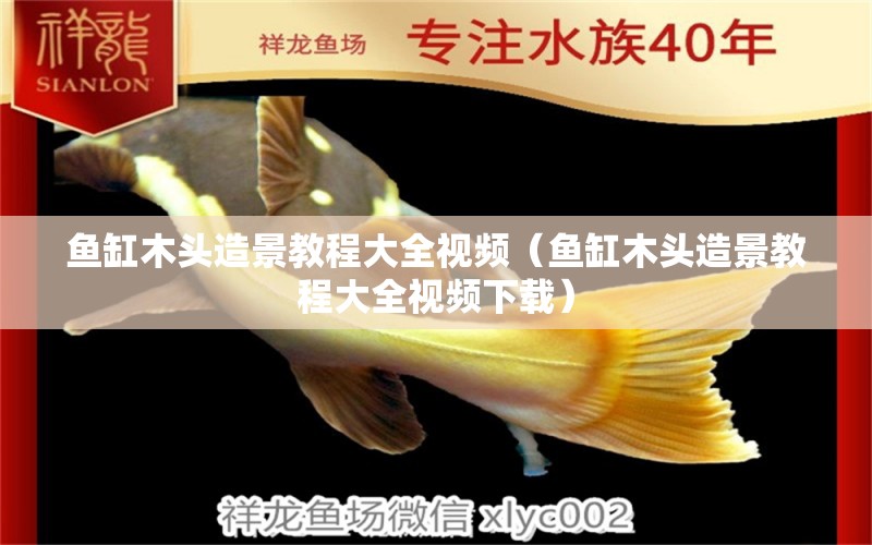 魚缸木頭造景教程大全視頻（魚缸木頭造景教程大全視頻下載） 其他品牌魚缸