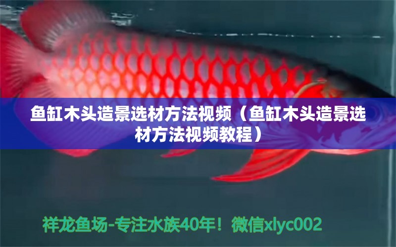 魚缸木頭造景選材方法視頻（魚缸木頭造景選材方法視頻教程）