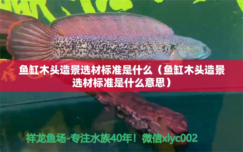 魚缸木頭造景選材標(biāo)準(zhǔn)是什么（魚缸木頭造景選材標(biāo)準(zhǔn)是什么意思）