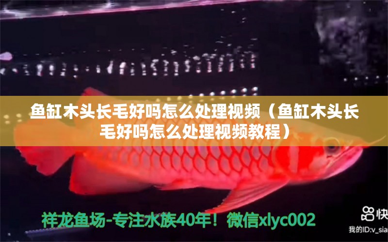 魚缸木頭長毛好嗎怎么處理視頻（魚缸木頭長毛好嗎怎么處理視頻教程） 其他品牌魚缸