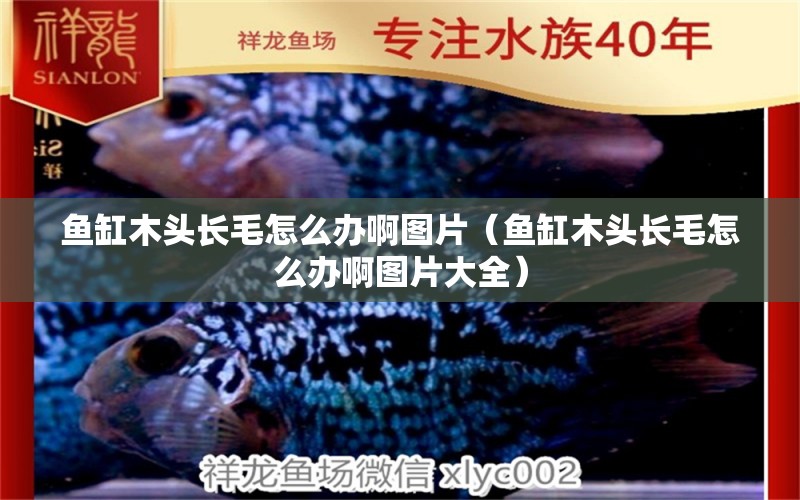 魚缸木頭長毛怎么辦啊圖片（魚缸木頭長毛怎么辦啊圖片大全）